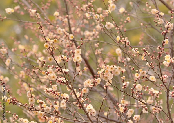 Fototapeta 梅の花が満開
