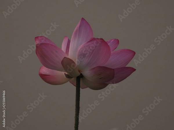Fototapeta Lotus Pink Flower Petals wide petals with a pointed tip curved inward to the inside