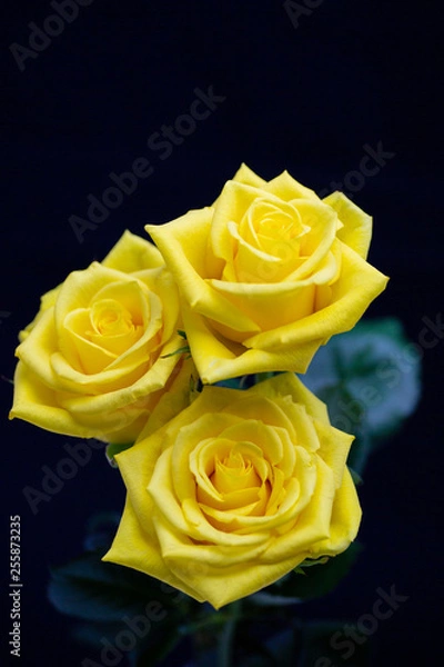 Obraz 3本のイエローローズ