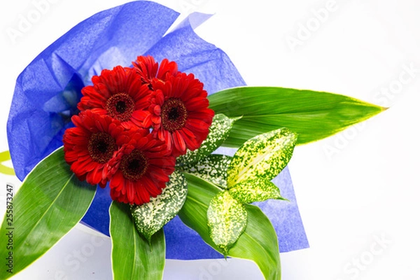 Obraz 赤い5本のガーベラの花束