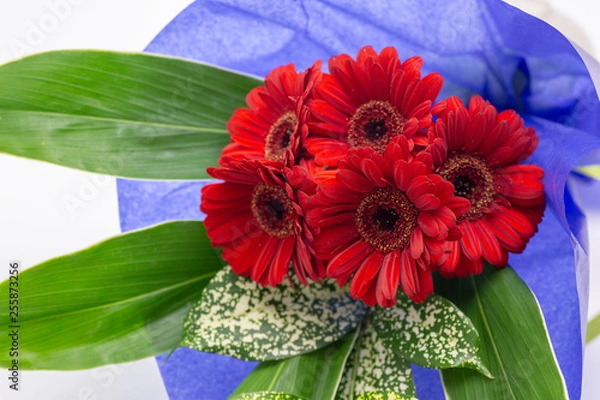 Obraz 赤い5本のガーベラの花束