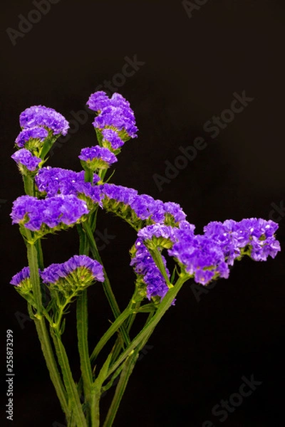 Obraz スターチス（リモニウム）