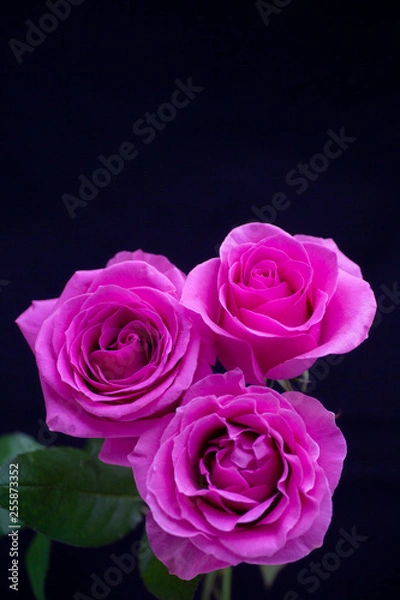 Obraz 3本のローズピンクのバラ