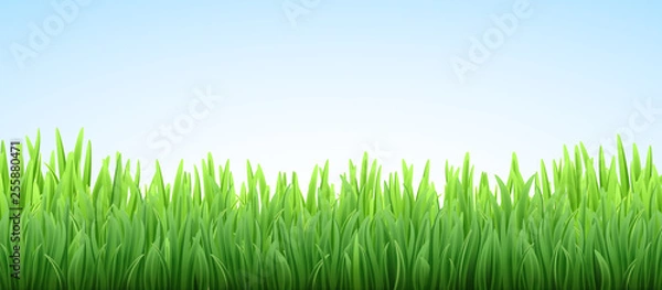 Fototapeta Realistic vector fresh spring green grass field