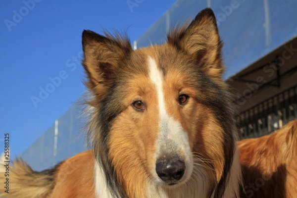 Fototapeta scottish collie