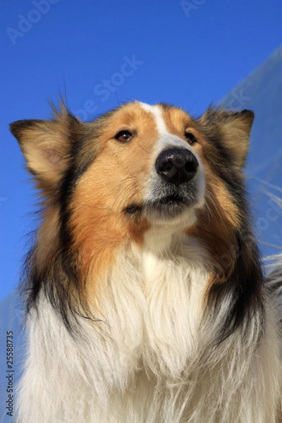 Fototapeta scottish collie