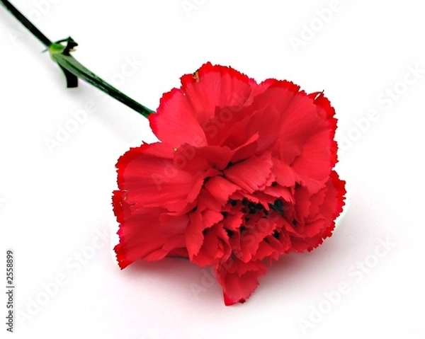 Fototapeta red carnation