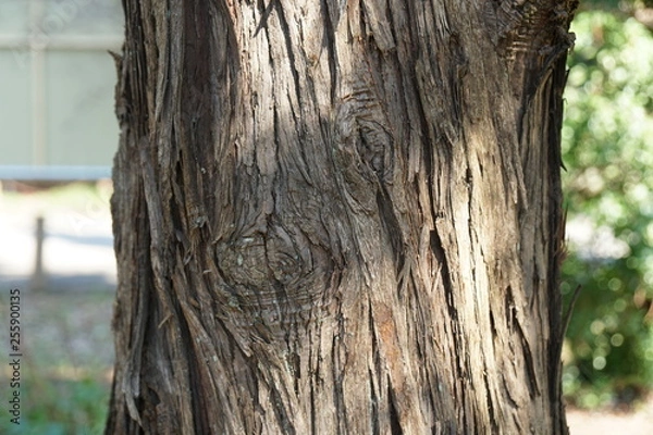 Fototapeta コウヤマキの樹皮