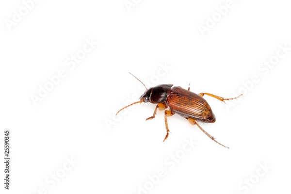 Fototapeta beetle on a white background