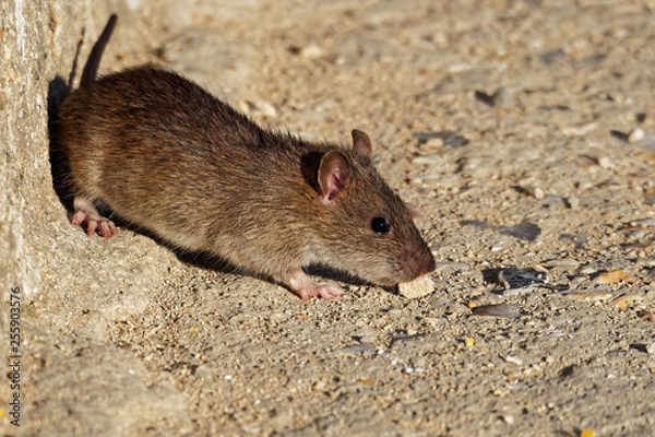 Obraz Mouse eating some food