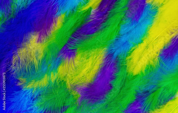 Fototapeta Close up photo of colorful pale of fluffy feathers. Exotic background. Vibrant dyed plumage.