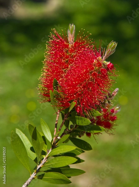 Obraz Bottlebrush flower