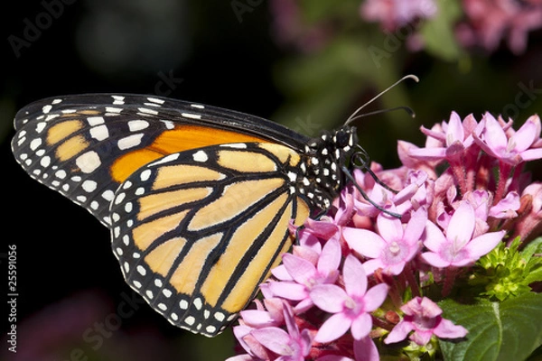 Fototapeta Butterfly closeup.