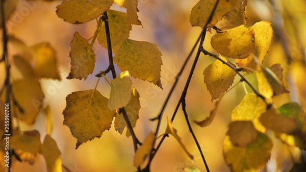 Obraz Birch leafs in autumn