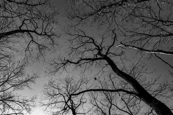 Fototapeta Hoia Baciu Forest - World’s Most Haunted Forest with a reputation for many intense paranormal activity and unexplained events. Inside Hoia Baciu Haunted Forest in Cluj-Napoca, Transylvania, Romania