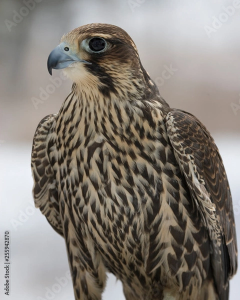 Obraz Peregrine Falcon closeup