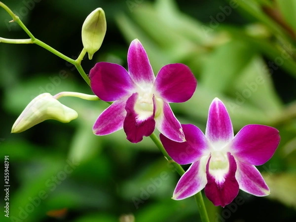 Obraz Purple orchids closeup