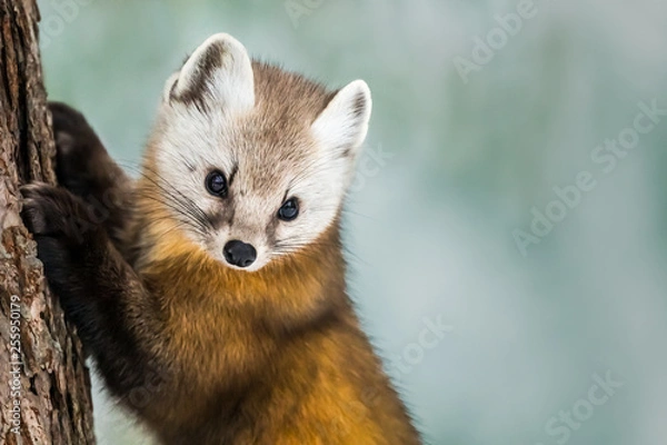 Fototapeta American Marten - Martes americana, climbing a pine tree trunk, Background is bokeh of snow in the forest.