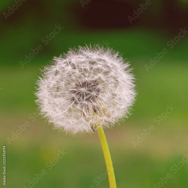 Obraz Dandelion in the foreground with a soft blurry green background