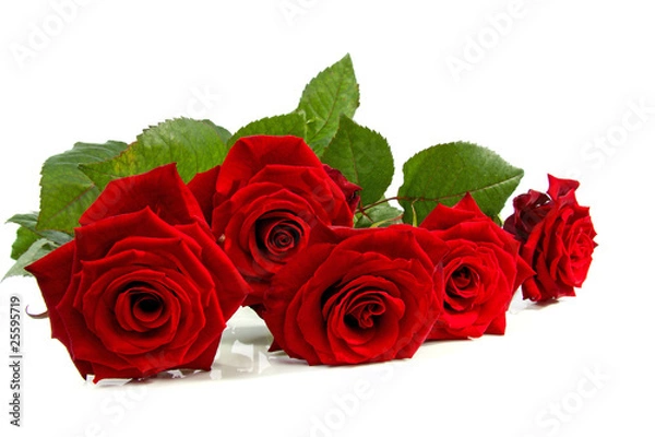 Obraz red roses over white background