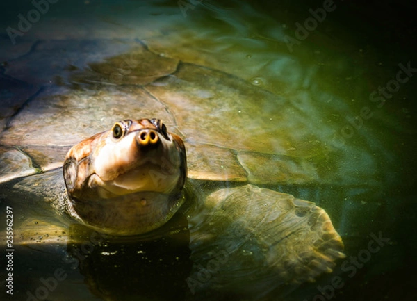 Fototapeta OLYMPUS DIGITAL CAMERA