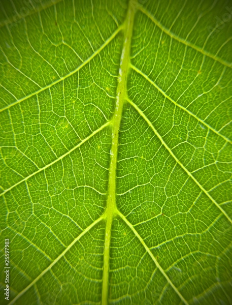 Fototapeta green leaf