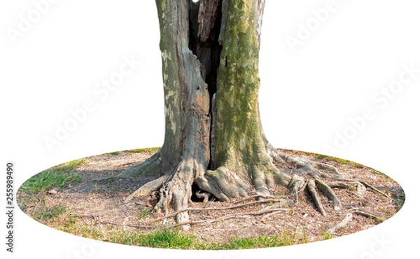 Obraz Trunk and big tree roots spreading out beautiful in the tropics. The concept of care and environmental protection.