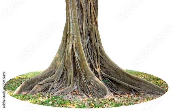 Obraz Trunk and big tree roots spreading out beautiful in the tropics. The concept of care and environmental protection.
