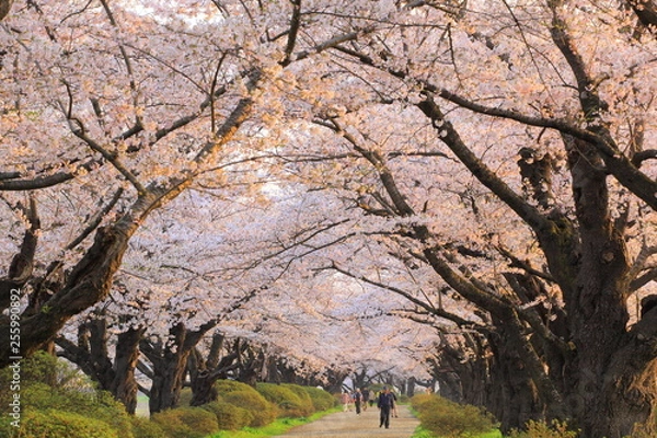 Obraz 春の桜並木