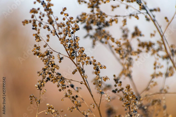 Fototapeta A sprig of tarragon, dried seeds on the Bush, in the cold season, winter and early spring.Spicy plant with blurred background. Beautiful natural texture, delicate natural pattern.