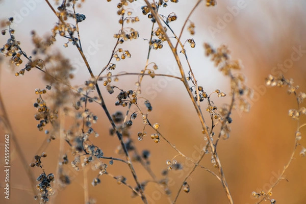 Fototapeta A sprig of tarragon, dried seeds on the Bush, in the cold season, winter and early spring.Spicy plant with blurred background. Beautiful natural texture, delicate natural pattern.