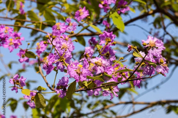 Obraz pink flowers in spring