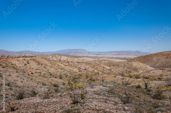 Fototapeta Anza Borrego Desert Flower Bloom