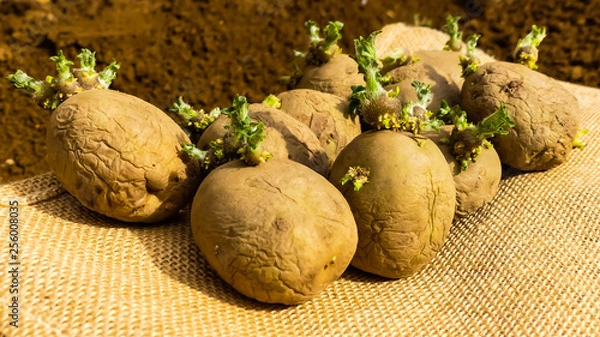 Fototapeta Close up of first early seed potatoes with sprouts or chits on hessian sacking, ready for planting, fine prepared soil (Tilth) in background. Oxfordshire, England.