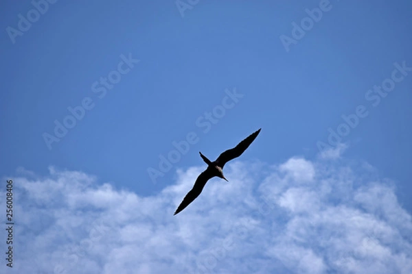 Obraz Seagull in the Sky