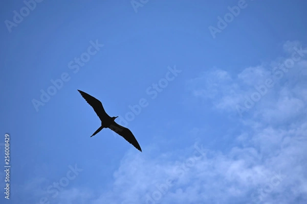 Obraz Bird in the Sky