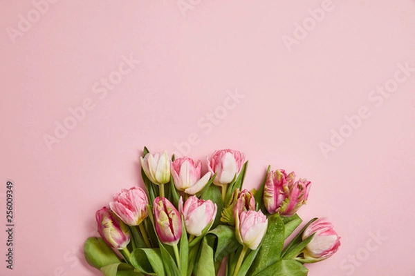 Fototapeta top view of beautiful pink tulips with green leaves on pink background
