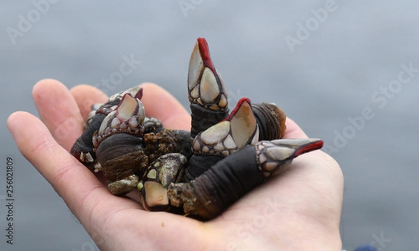 Fototapeta image of a hand holding Galician barnacles