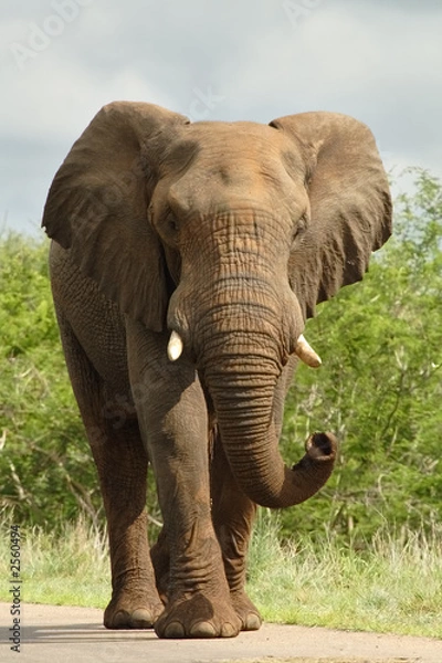 Obraz Elephant na drodze
