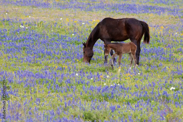 Obraz horse eating in a bluebonnet Lupinus texensis country