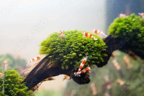 Obraz Garnelenaquarium