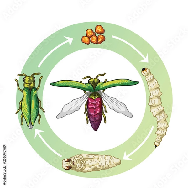 Fototapeta Emerald Ash Borer Life Stages (egg, larvae, pupae and adult)