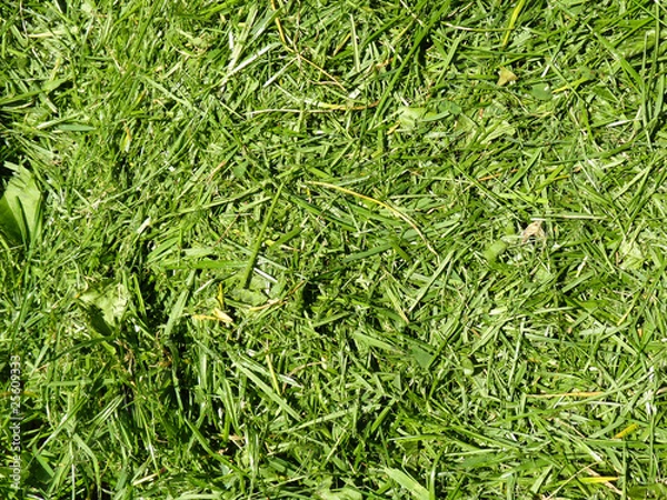 Obraz fresh cutted grass
