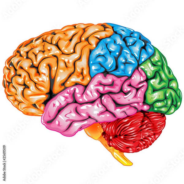 Obraz Human brain lateral view