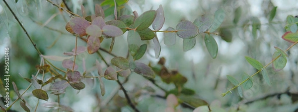 Obraz Eucaliptus globulus tree foliage outdoors. Round and long leaves on branches.