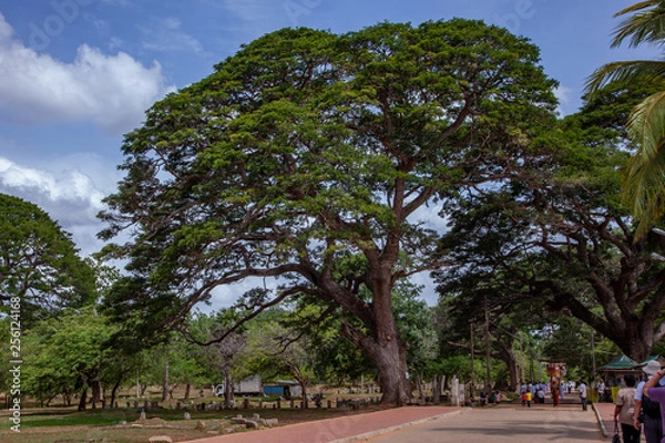 Fototapeta スリランカ