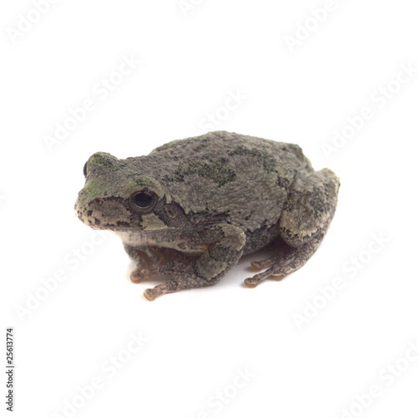 Obraz Cope's Grey Tree Frog