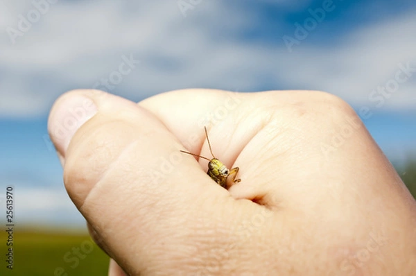 Obraz Grab on grasshopper