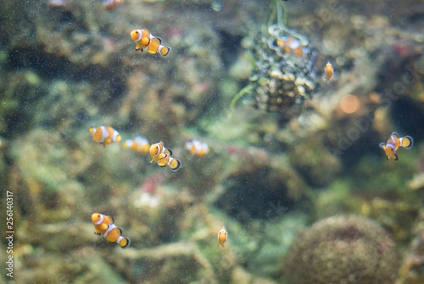 Fototapeta Cartoon fish