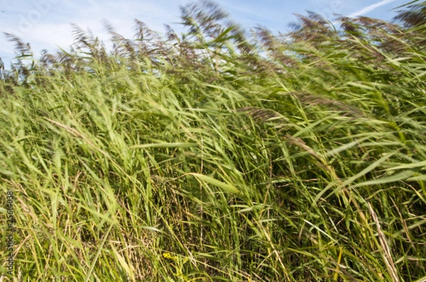 Obraz Hay in the wind